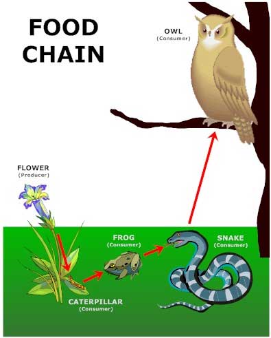Food chain definition – the example of food chain