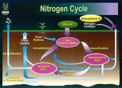 Nitrogen Cycle Kids
